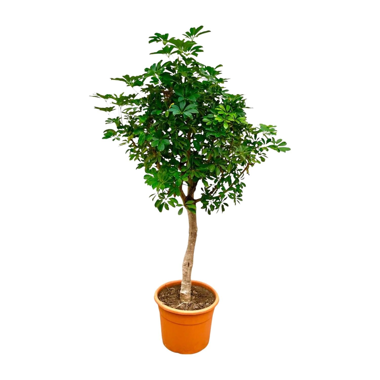 Hochstamm Schefflera Pflanze von Everspring, 210 cm groß mit einem Durchmesser von 45 cm, grüne Blätter, dekorativ und lebendig