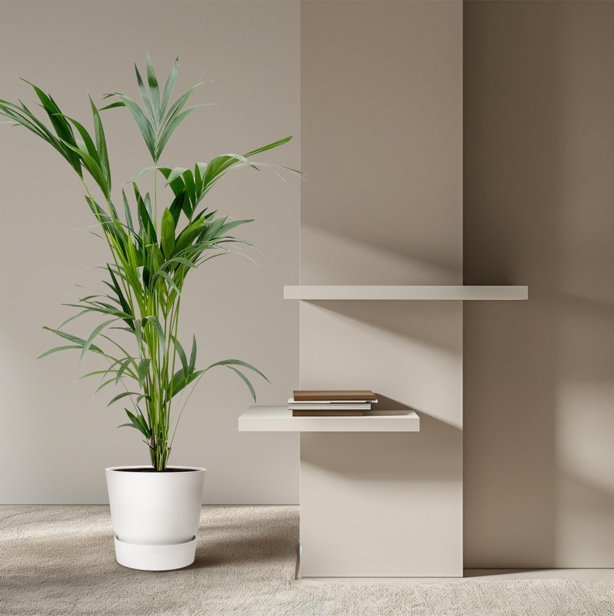 Kentia Palme kaufen – Howea forsteriana 70–260 cm | Zimmerpalme - Wurzelwerk Design