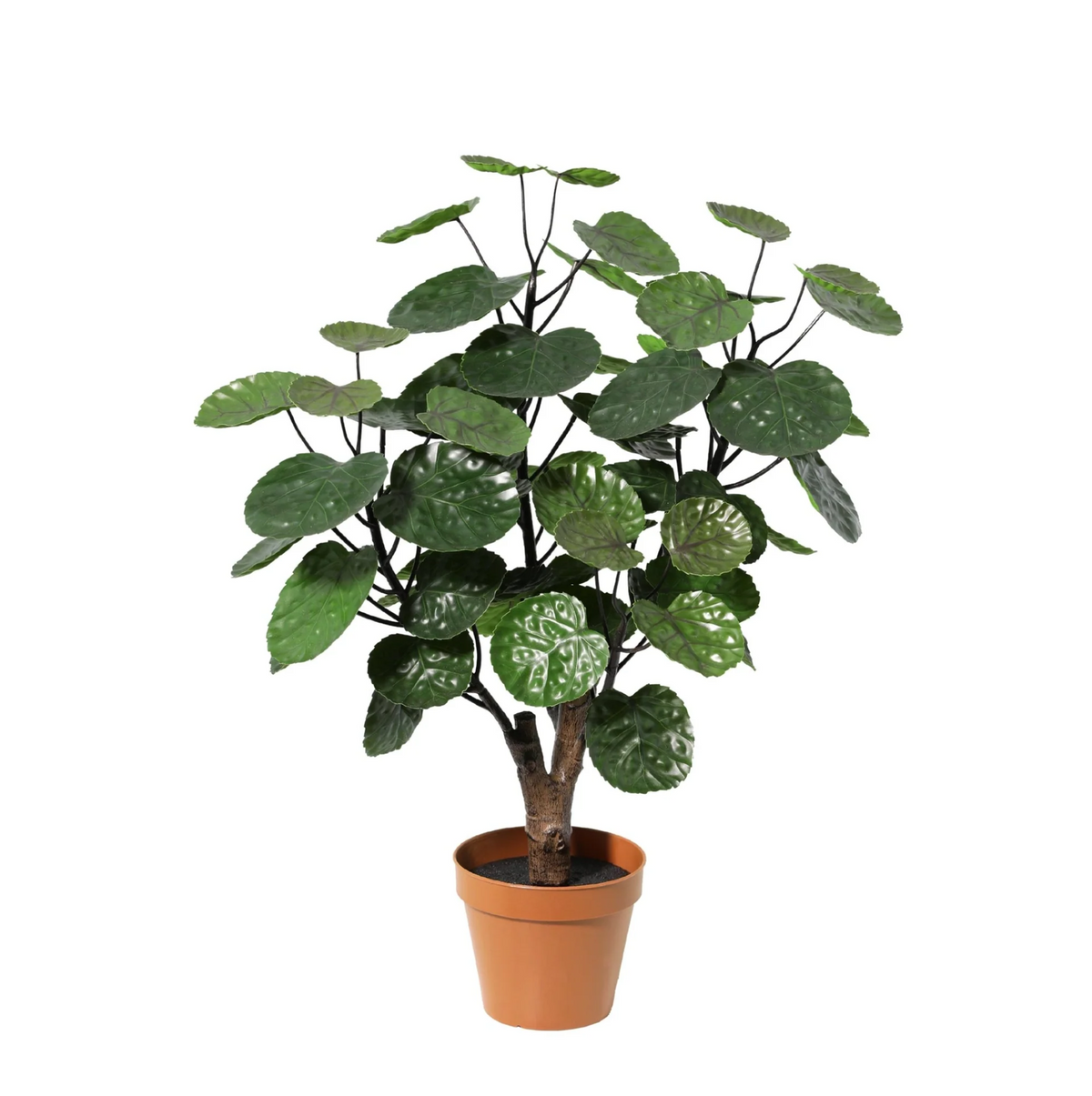 Künstliche Pflanze Polysicas Fabian, 55 cm von Everspring, detailreiche grüne Pflanze als Dekoration in der Nahaufnahme