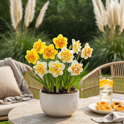 Blumenzwiebeln Narzissen Double Mix | 10 Stück Gelb &amp; Weiß – Zwiebelgröße 12/14 – XXL Pack - Wurzelwerk Design
