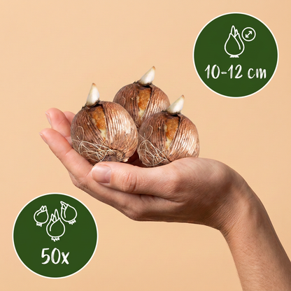 Blumenzwiebel-Mischung Schattengarten – online kaufen | 50 bis 400 Zwiebeln für schattige Bereiche – Wurzelwerk Design