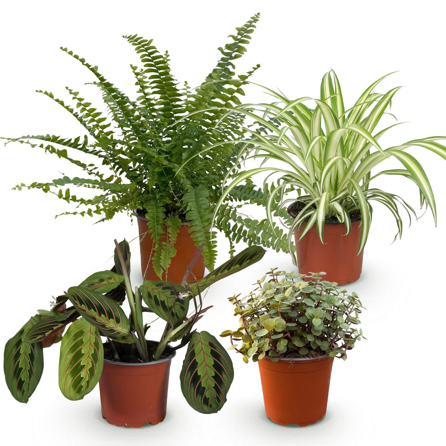 Vier Zimmerpflanzen im 12cm Topf: Chlorophytum, Maranta, Calissia, Nephrolepsis, haustierfreundlich, Höhe 25cm