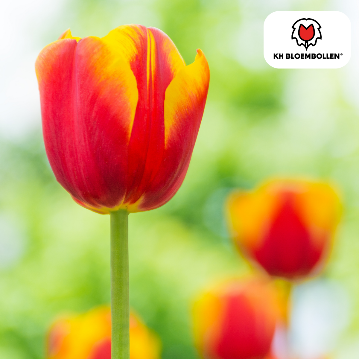 Tulpenzwiebeln Dow Jones | 20er - Pack | Kräftig Rot - Wurzelwerk Design