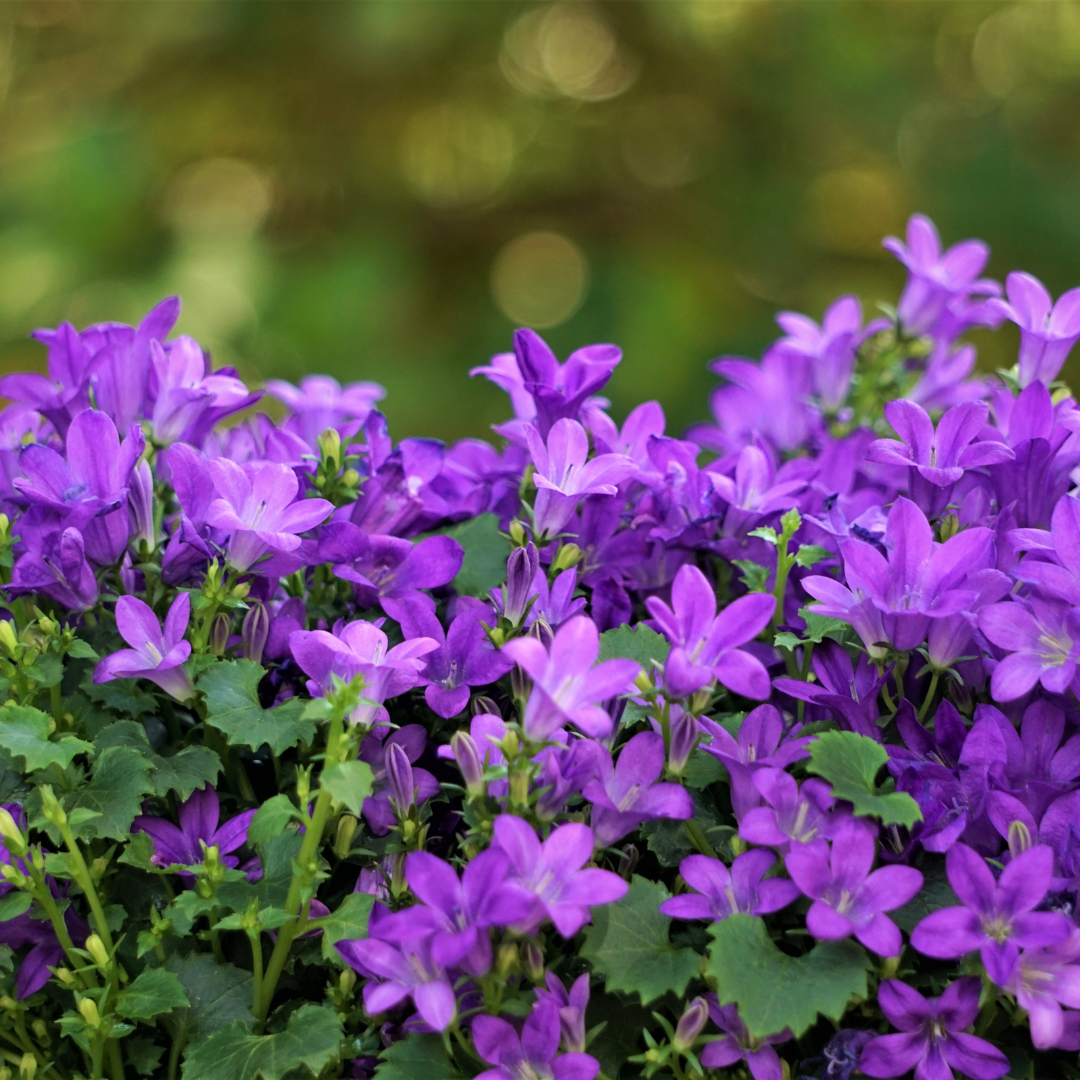 Sechs Campanula portenschlagiana Pflanzen in Töpfen, ca. 10-25cm hoch, mit grünen Blättern und blauen Blüten, von Everspring.