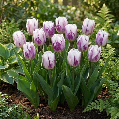 Tulpe Flaming Flag – Tulipa online kaufen | 15 bis 120 Blumenzwiebeln, Weiß-Violett geflammt – Wurzelwerk Design