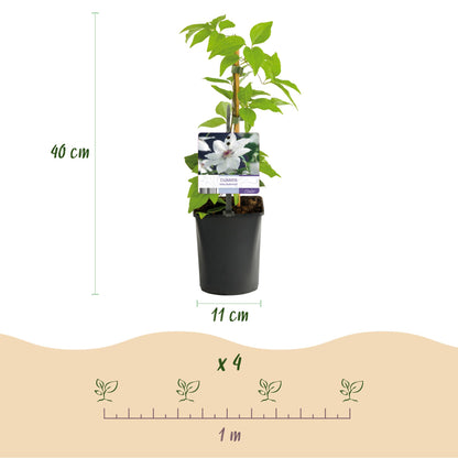 Kletterpflanze - Clematis Miss Bateman - Blüte  Weiß- Wenig Pflege - 2 Pflanzen - Topf 11cm Höhe 40cm