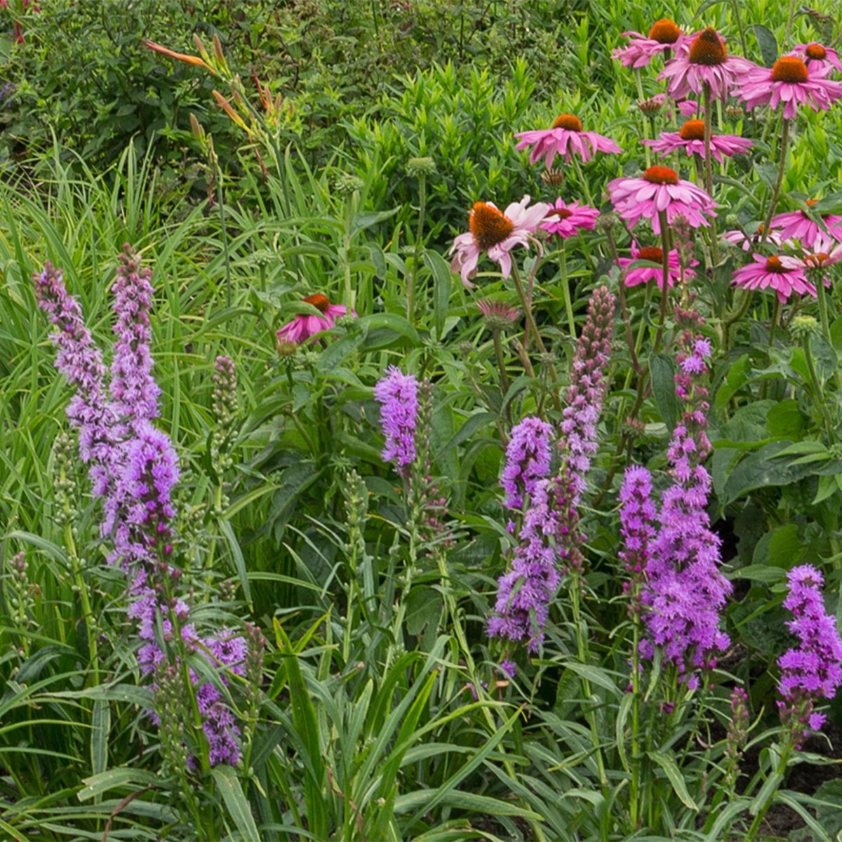 Stauden Paket Bienen - &amp; Schmetterlingsanziehend | 8 Stauden – Für 1 m² – Pflegeleicht &amp; winterhart - Wurzelwerk Design