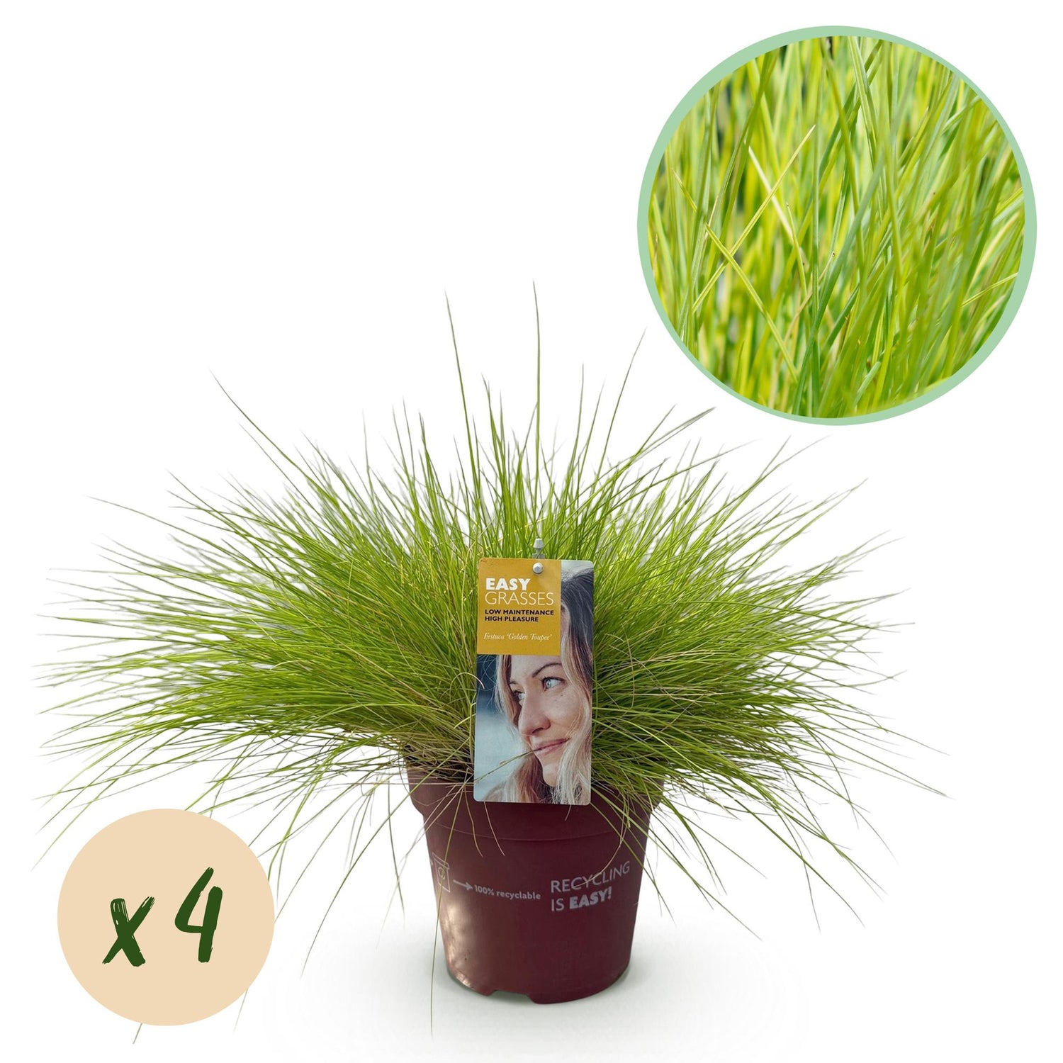 Vier gelbe Festuca glauca Golden Toupee Ziergräser im Topf, immergrün, pflegeleicht, Höhe 50cm, 17cm Topf von Everspring
