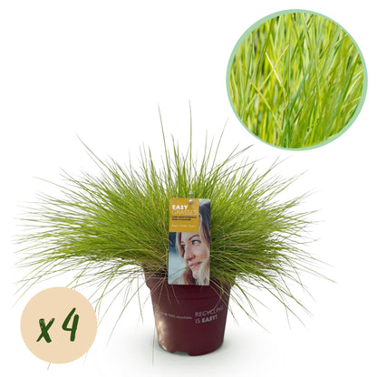 Vier gelbe Festuca glauca Golden Toupee Ziergräser im Topf, immergrün, pflegeleicht, Höhe 50cm, 17cm Topf von Everspring
