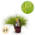 Vier gelbe Festuca glauca Golden Toupee Ziergräser im Topf, immergrün, pflegeleicht, Höhe 50cm, 17cm Topf von Everspring