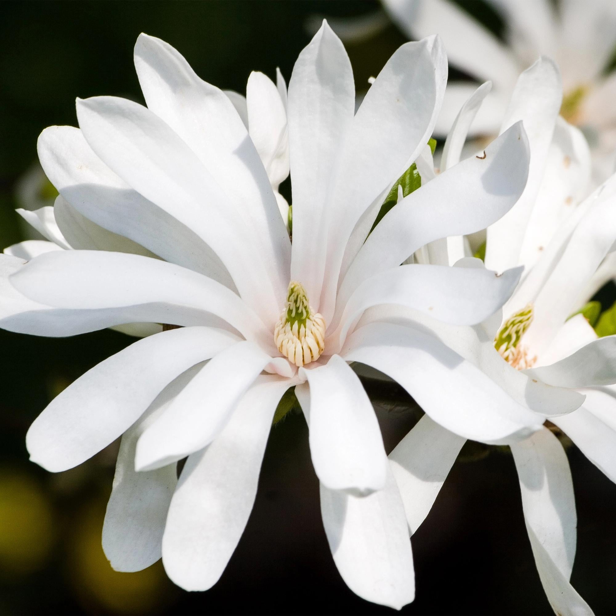 Weiße Magnolia stellata ‘Royal Star’ Pflanze von Everspring, Blütenknospen und Zweige, 30 cm groß, Gartenpflanze