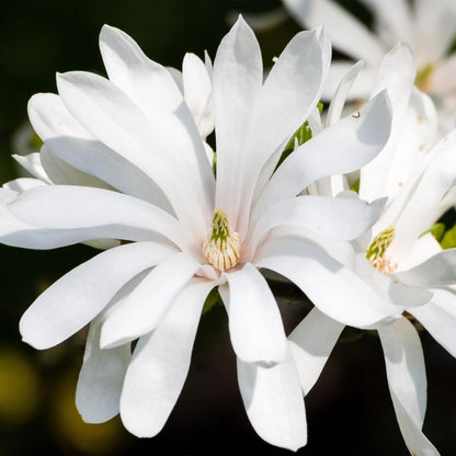 Weiße Magnolia stellata ‘Royal Star’ Pflanze von Everspring, Blütenknospen und Zweige, 30 cm groß, Gartenpflanze