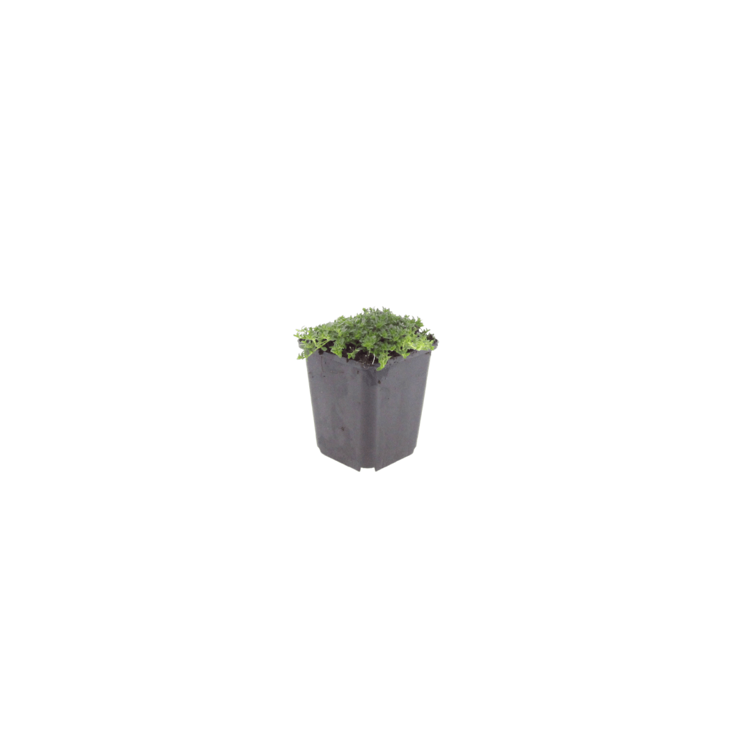Sechs Thymus praecox &