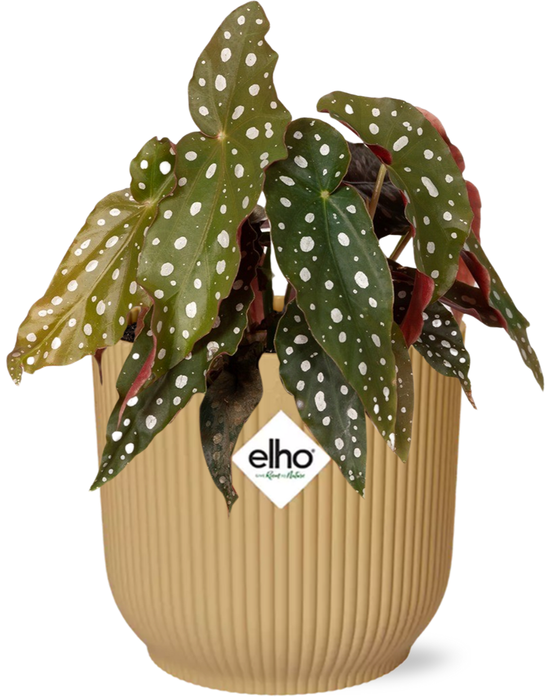 Begonia maculata im ELHO Vibes Fold Ø 14 cm – Trendige Zimmerpflanze im gelben Design-Topf