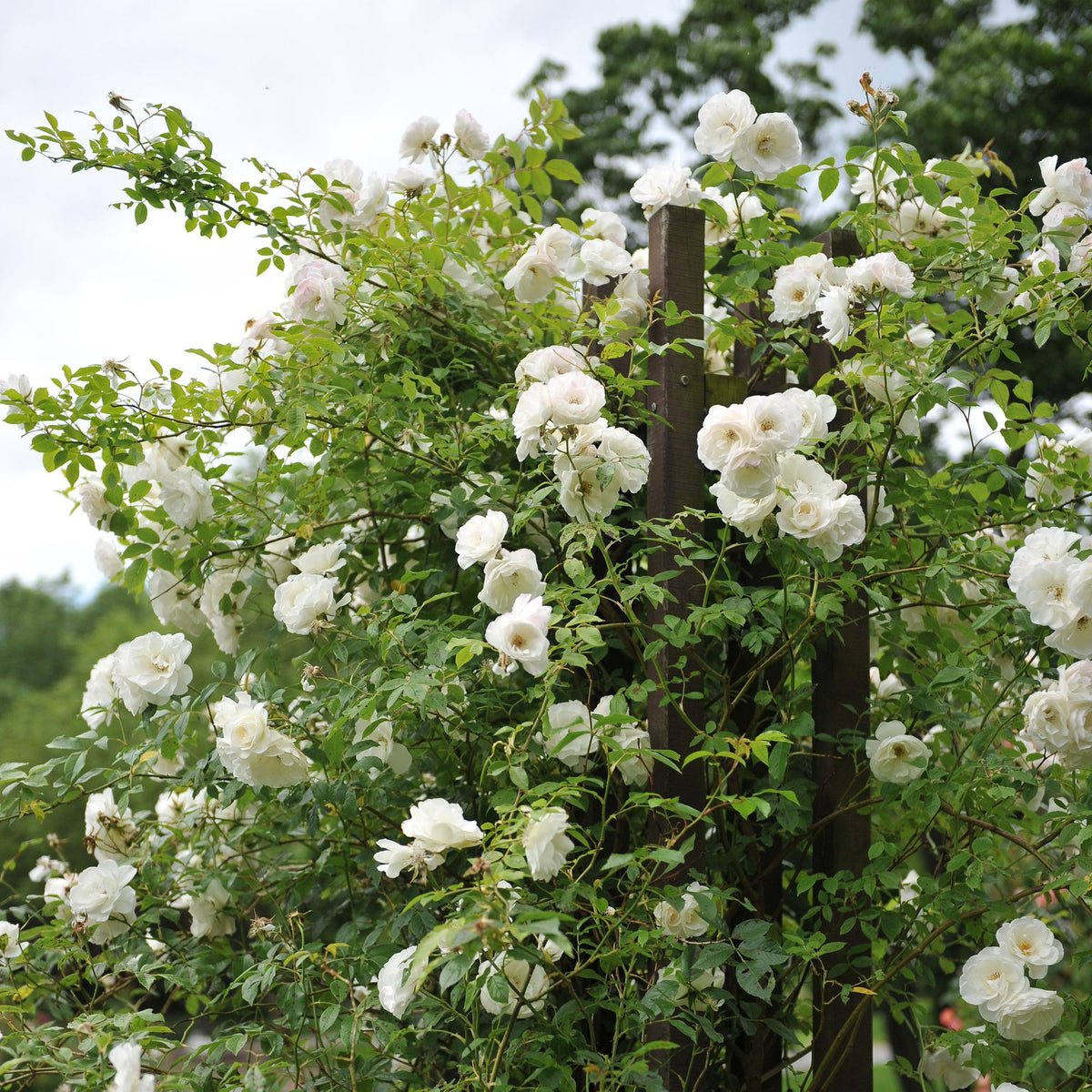 Weiße Kletterrose von Everspring, zwei Pflanzen im Topf, blüht weiß, pflegeleicht, Höhe 40 cm.