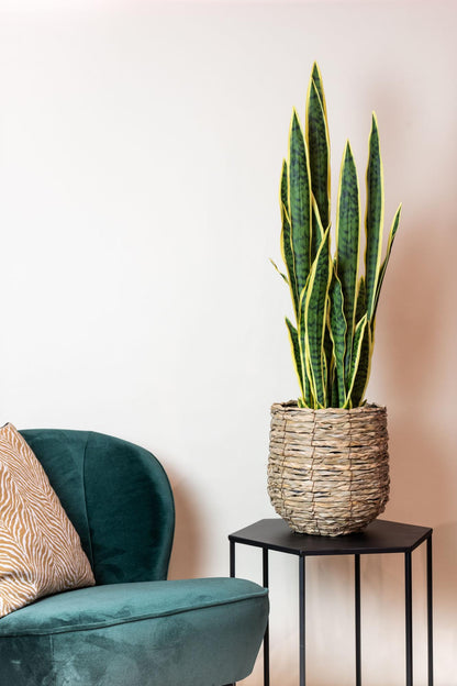 Kunstpflanze Sansevieria trifasciata, 97 cm hoch, Everspring, grüne Zimmerpflanze mit langen Blättern, realistische Kunststoffpflanze
