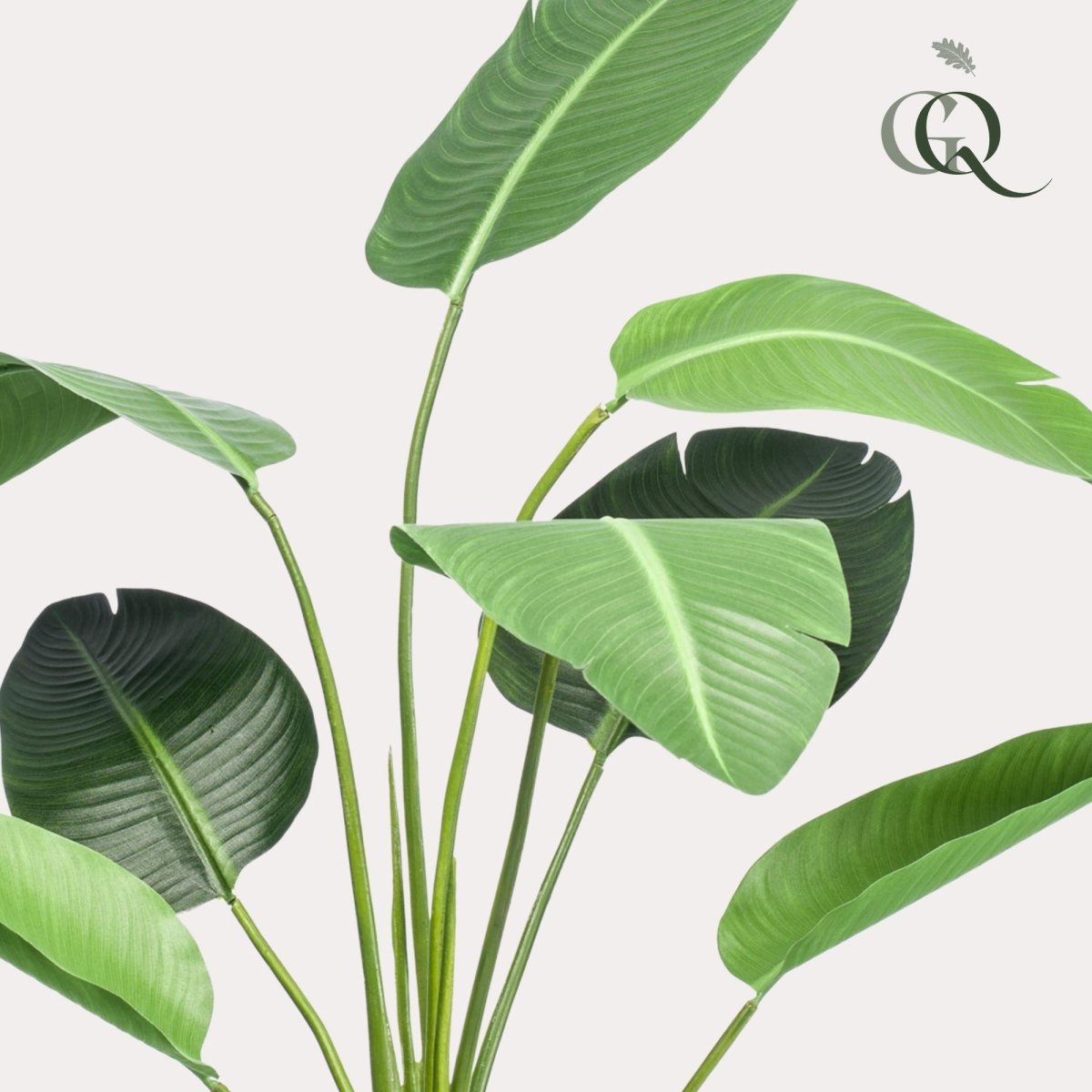 Kunstpflanze - Strelitzia Nicolai - Paradiesvogelblume in verschiedenen Größen 120 - 190 - Wurzelwerk Design