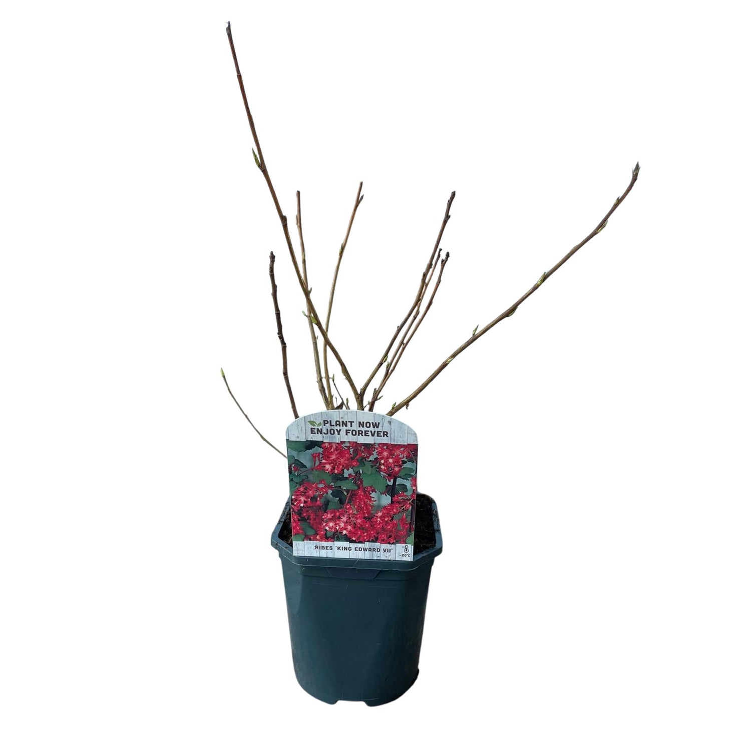 Ribes sanguineum Kind Edward Pflanze mit roten Blüten, laubabwerfend, ca. 45cm hoch in Topf, wenig Pflege, Everspring.