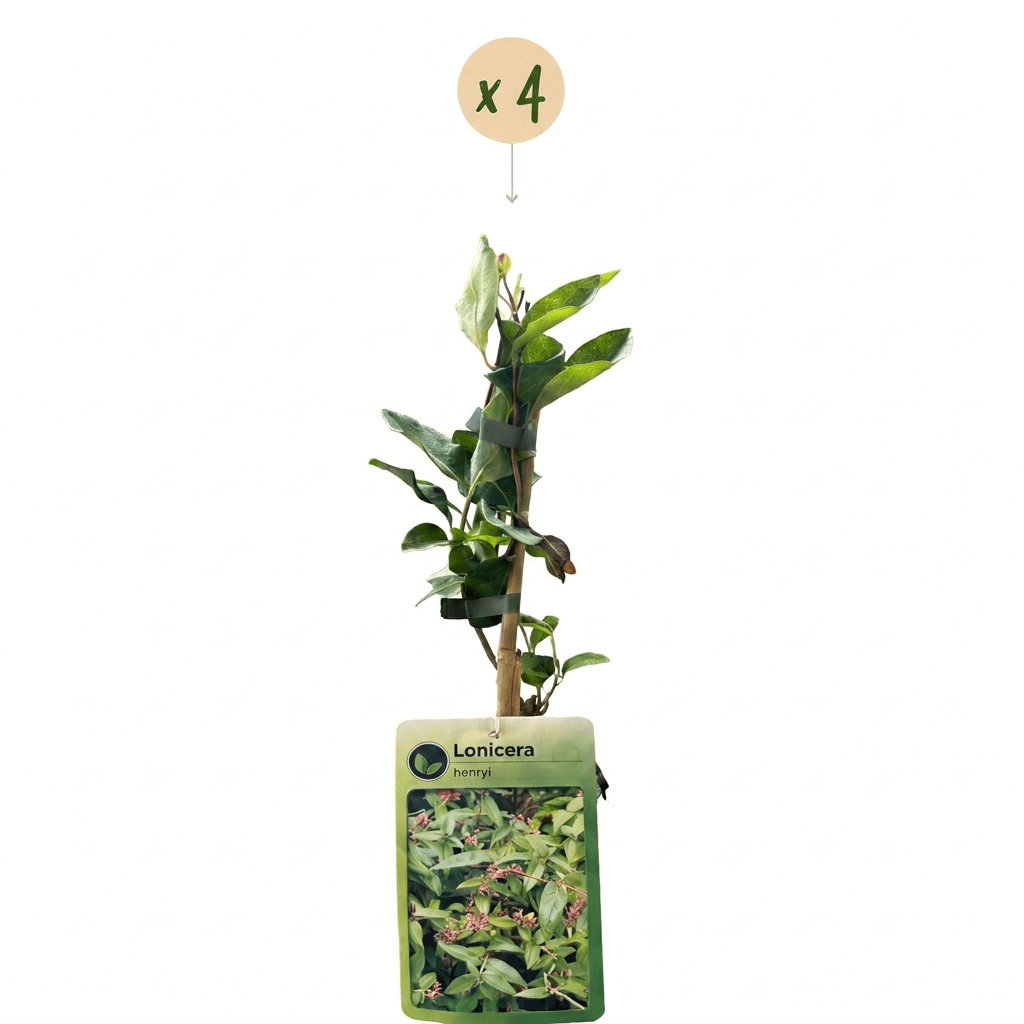 Henrys Geißblatt kaufen – Lonicera henryi | gelb-rote Blüten, 4 Pflanzen, Ø 9 cm, Höhe 35 cm - Wurzelwerk Design