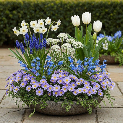 Blumenzwiebeln Bulb Garden Blue Mix | 125 Stück Blautöne – Geschenkverpackung - Wurzelwerk Design