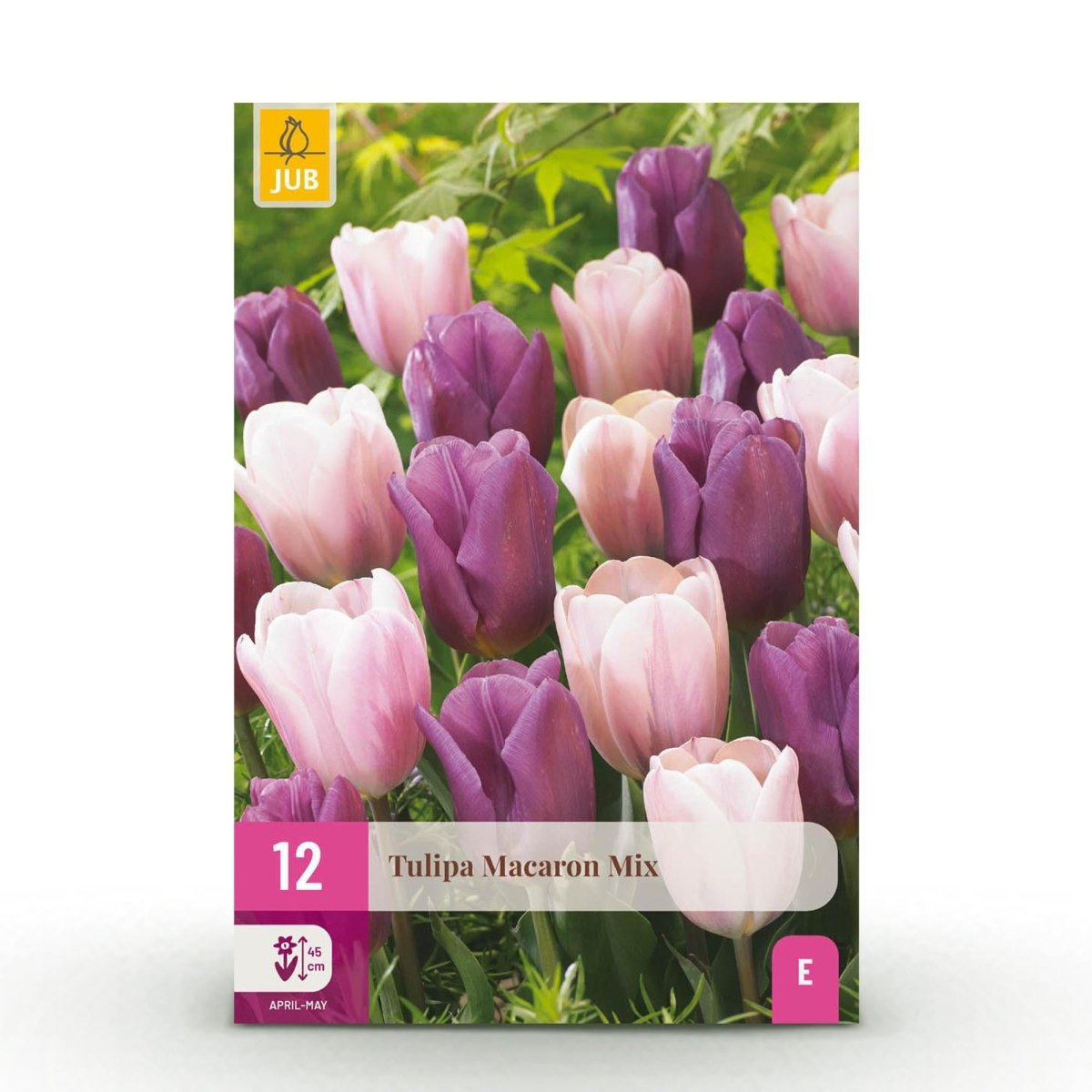 Tulpe Macron Mix - Verschiedene Farben - 12 Stück - Zwiebelgröße 11/12 - XXL Pack - Wurzelwerk Design