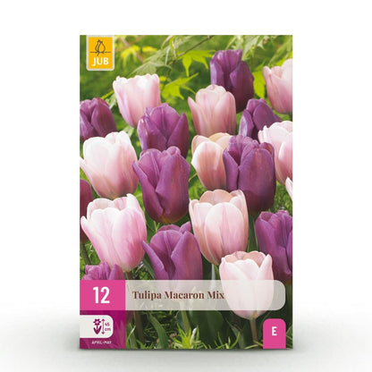Tulpe Macron Mix - Verschiedene Farben - 12 Stück - Zwiebelgröße 11/12 - XXL Pack - Wurzelwerk Design