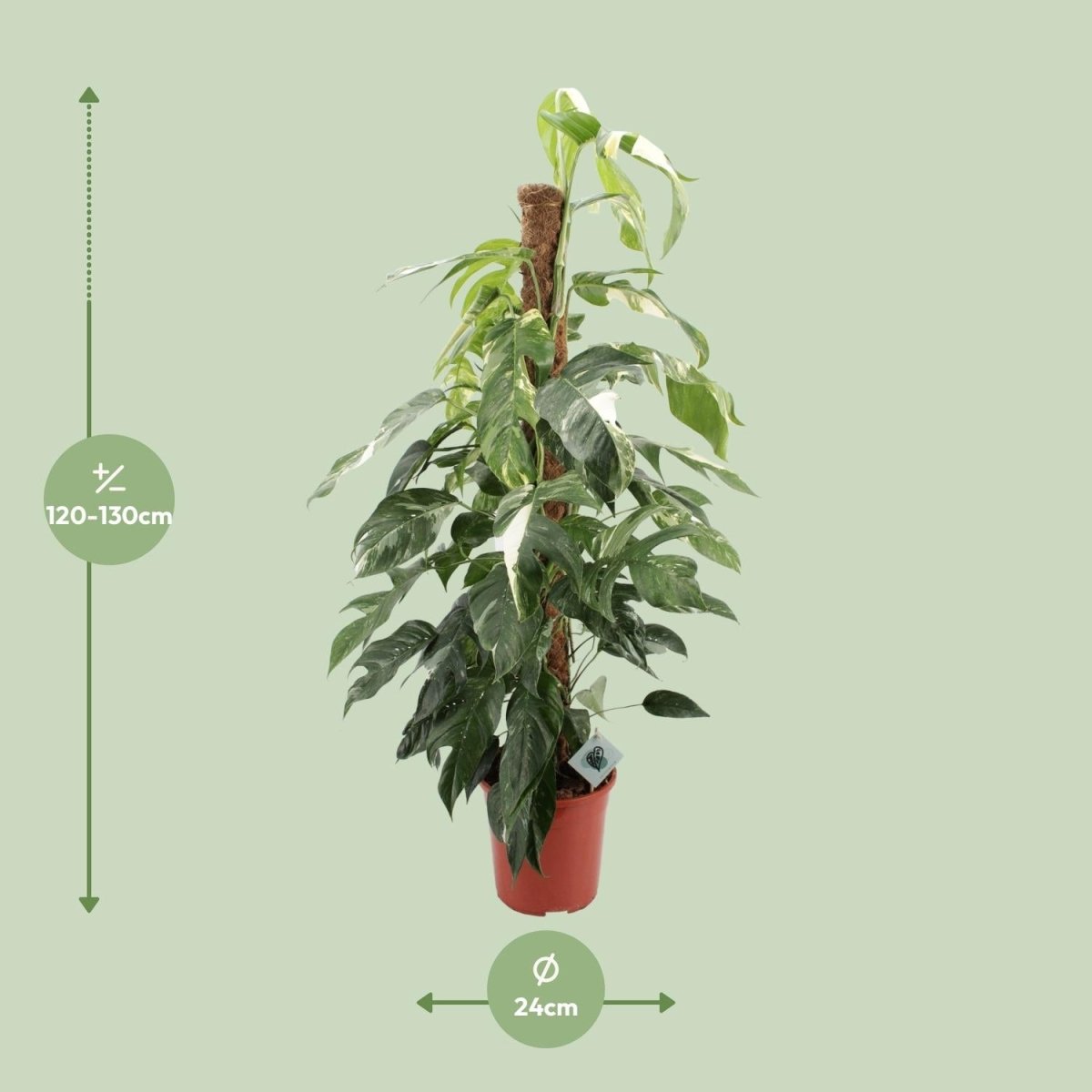 Epipremnum Pinnatum Albo Variegata - Ø24cm - ↕125cm - Wurzelwerk Design
