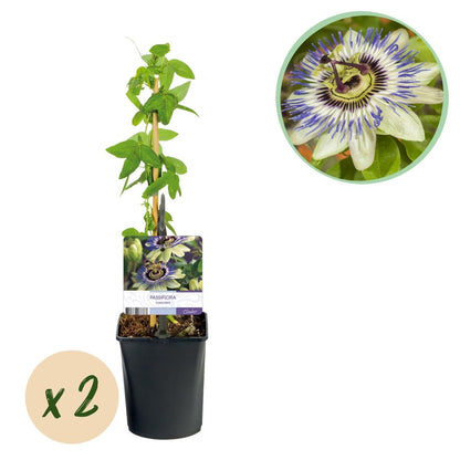 Passionsblume Passiflora caerulea | Blaue Blüten – 2 Pflanzen 40 cm Ø11 cm Topf - Wurzelwerk Design