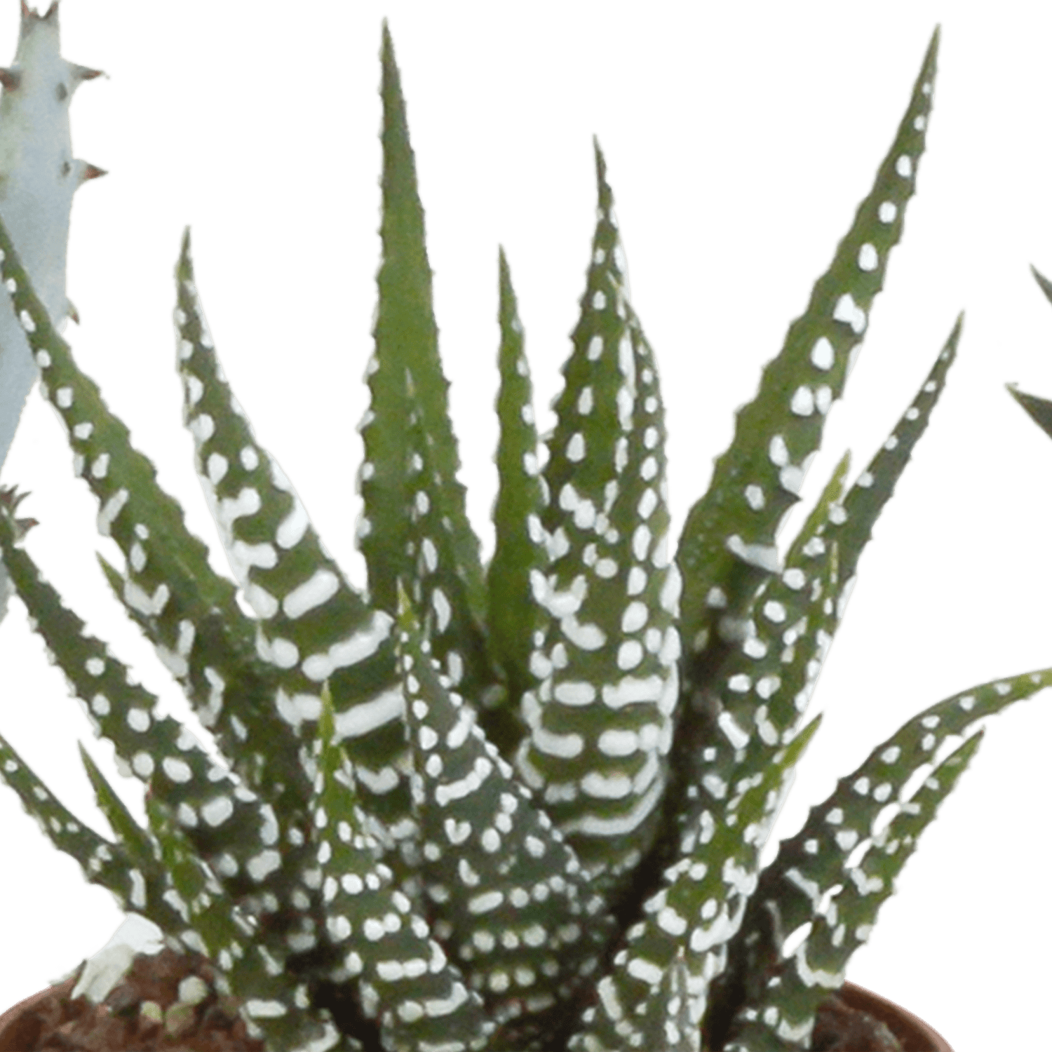 Fünf Everspring Gasteria und Haworthia Pflanzen in weißen Töpfen, Durchmesser 5,5 cm, für dekorative Zimmerpflanzen.