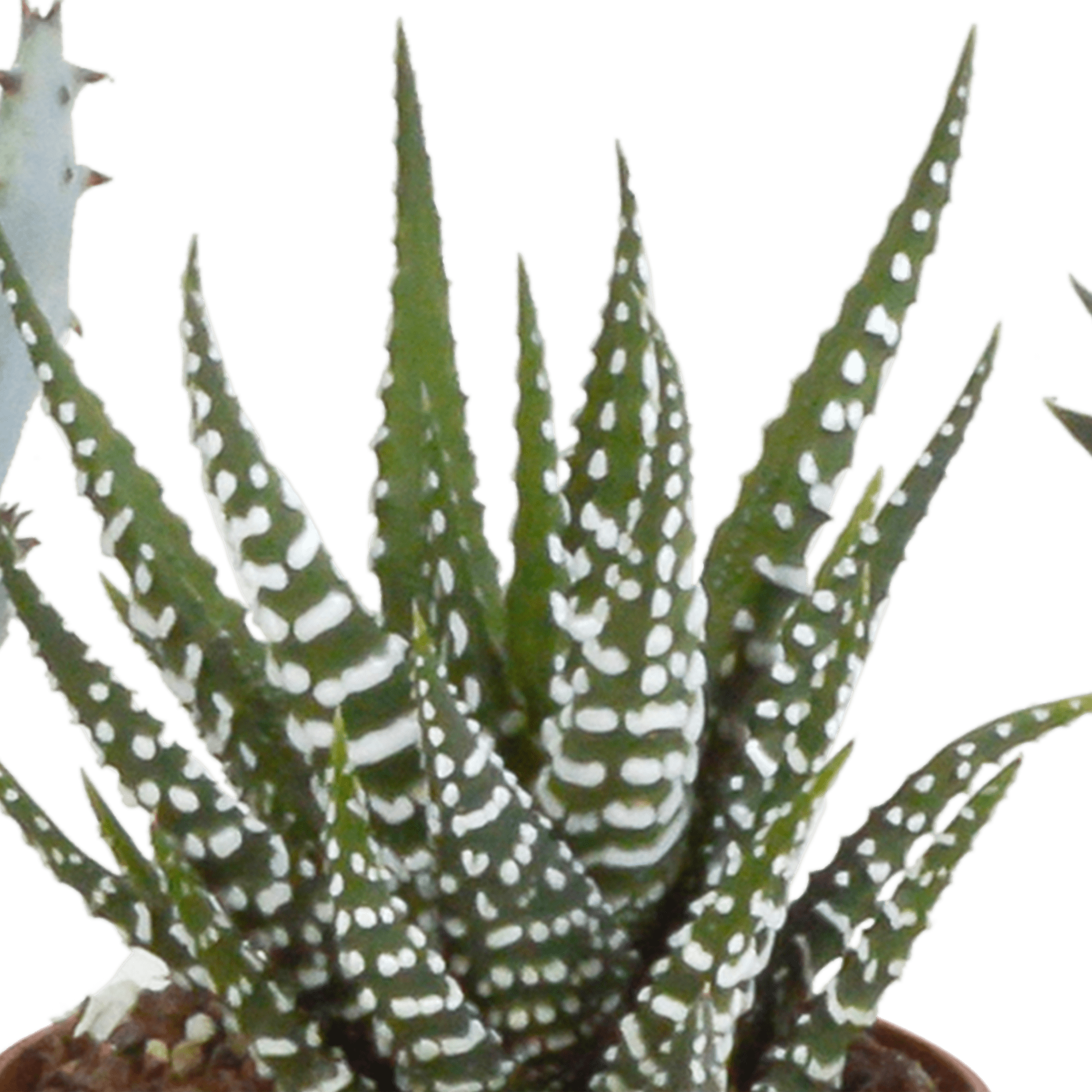 Fünf Everspring Gasteria und Haworthia Pflanzen in weißen Töpfen, Durchmesser 5,5 cm, für dekorative Zimmerpflanzen.