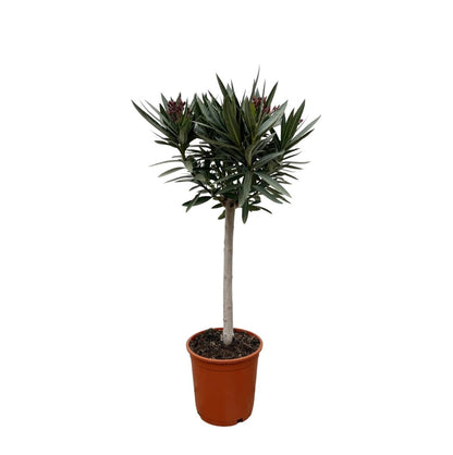 Oleander Hochstamm – Nerium Oleander – ca. 90 cm – Ø22 cm Topf – Immergrün &amp; Mediterran - Wurzelwerk Design