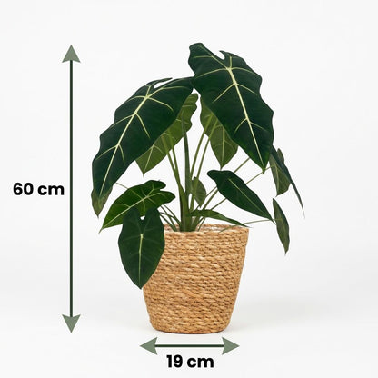 Alocasia Frydek kaufen | Elefantenohr – Topf Ø 19 cm, Höhe 60 cm
