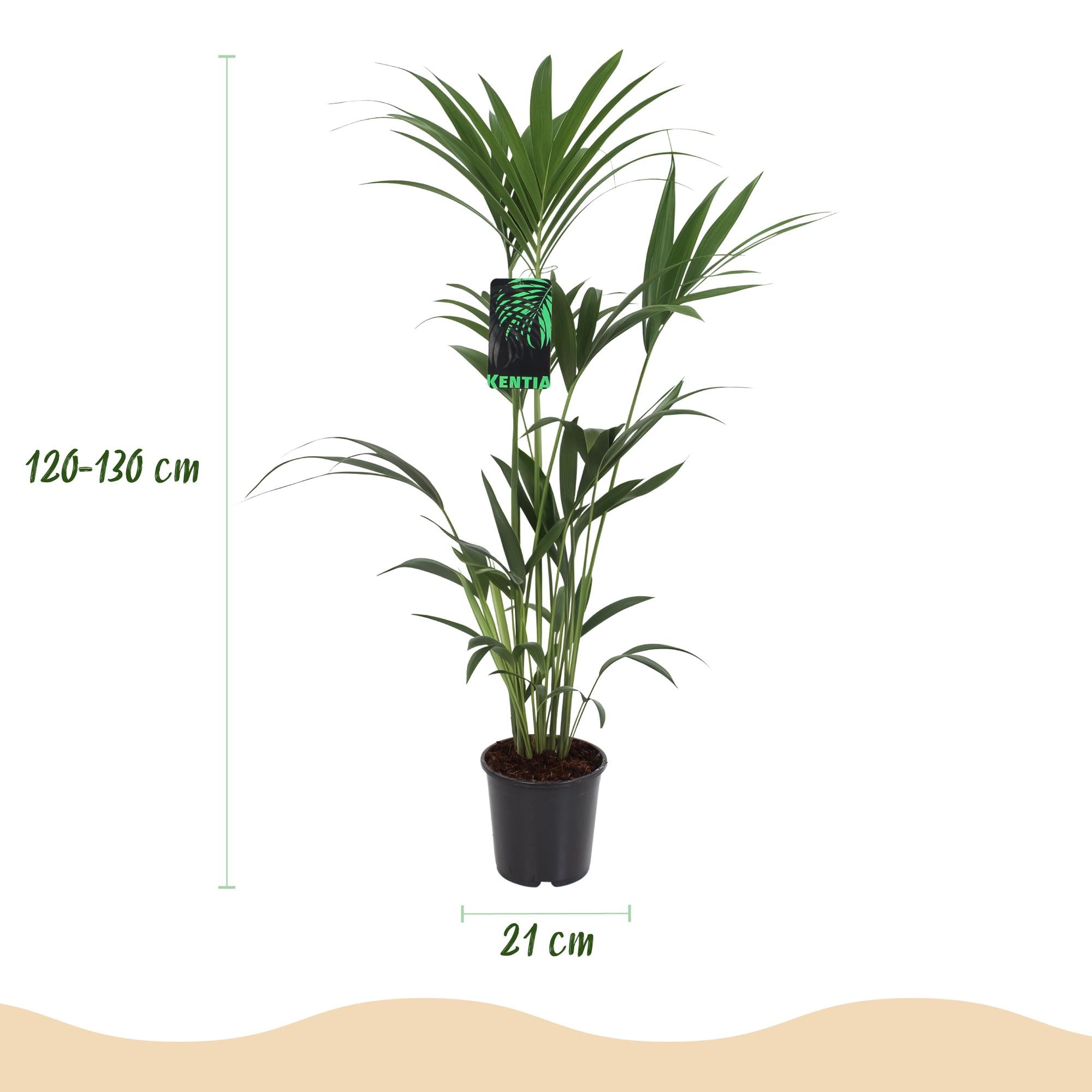 Everspring Howea Forsteriana Kentia-Palme, 120-130cm hoch, mit Korb oder Topf, elegante Zimmerpflanze auf Bild zu sehen