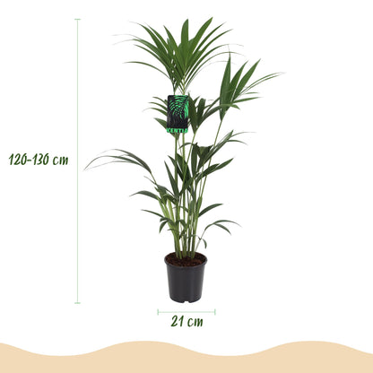 Everspring Howea Forsteriana Kentia-Palme, 120-130cm hoch, mit Korb oder Topf, elegante Zimmerpflanze auf Bild zu sehen