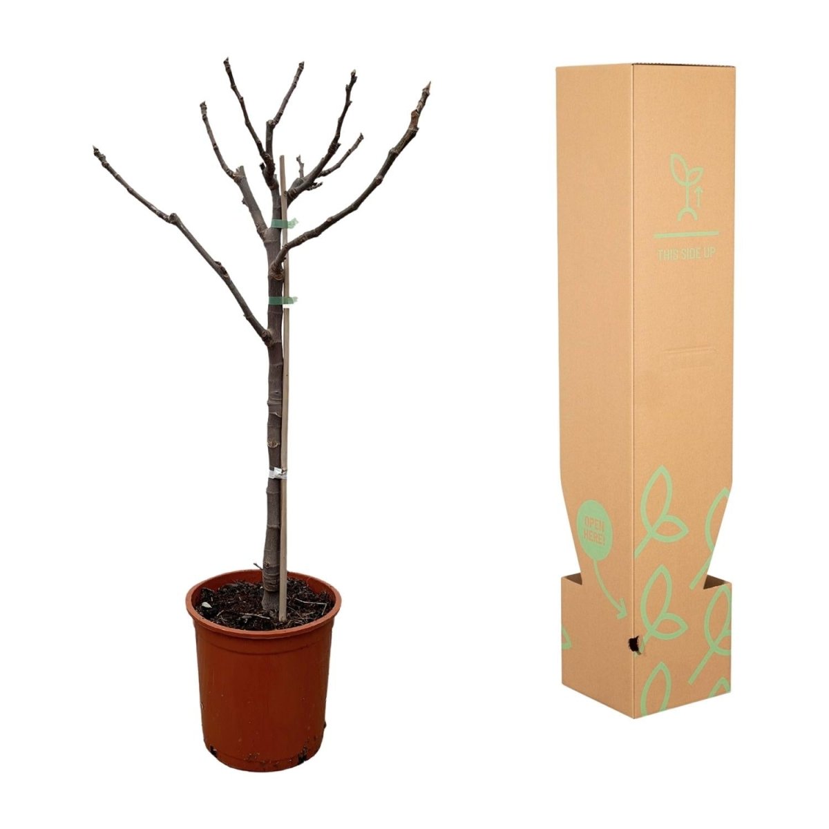 Ficus Carica – Echter Feigenbaum für Garten &amp; Terrasse - Wurzelwerk Design