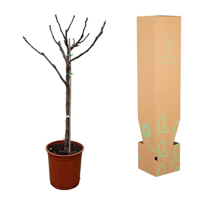 Ficus Carica – Echter Feigenbaum für Garten &amp; Terrasse - Wurzelwerk Design