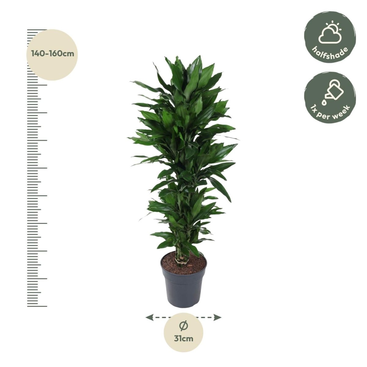 Dracaena Janet Lind verzweigt – Elegante Zimmerpflanze - Wurzelwerk Design