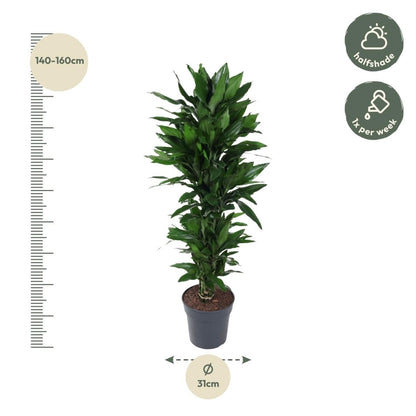 Dracaena Janet Lind verzweigt – Elegante Zimmerpflanze - Wurzelwerk Design