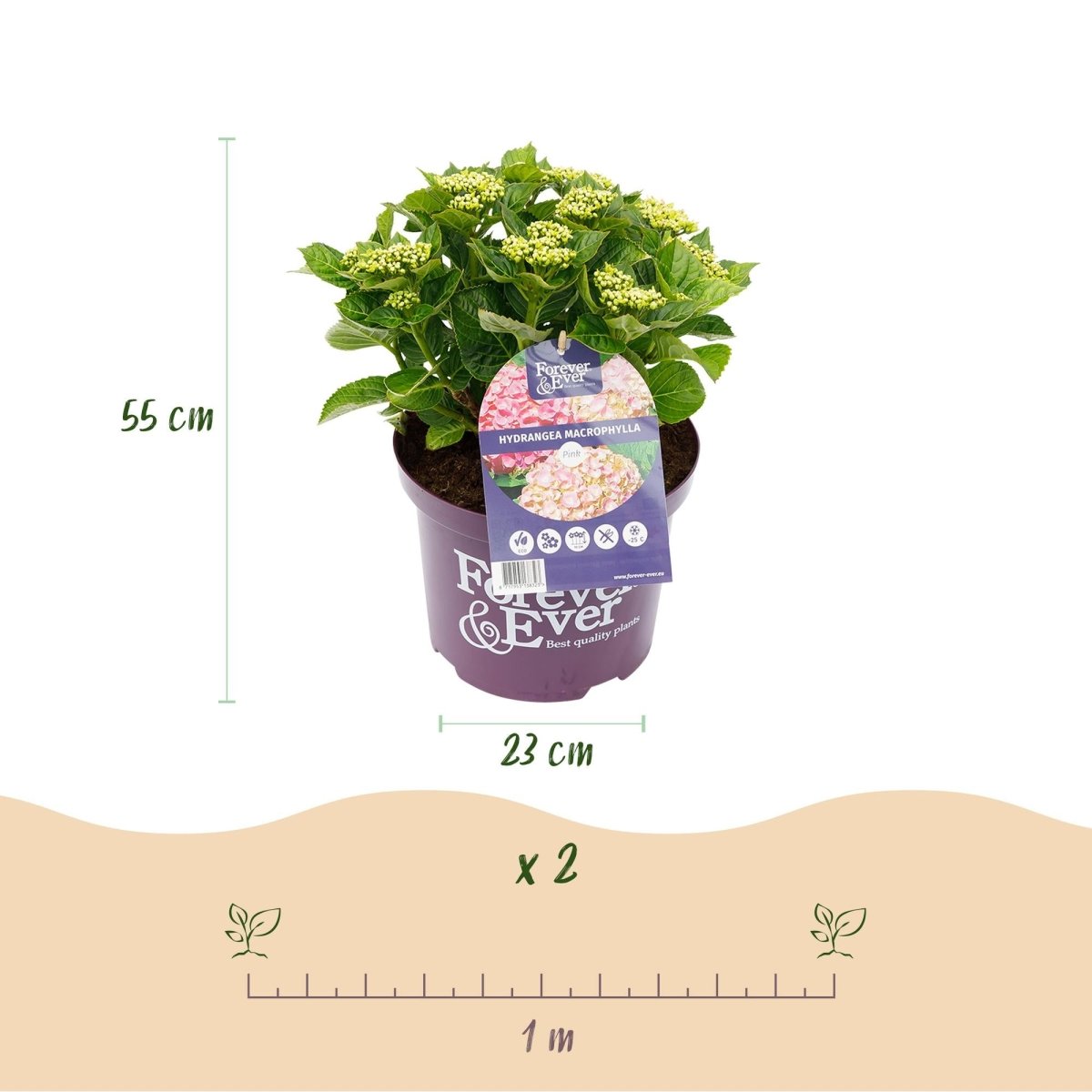 Balkon - Hortensie Forever &amp; Ever Rosa – 2 Pflanzen – 7–12 Blüten – Ø23 cm Topf – Höhe ca. 55 cm - Wurzelwerk Design