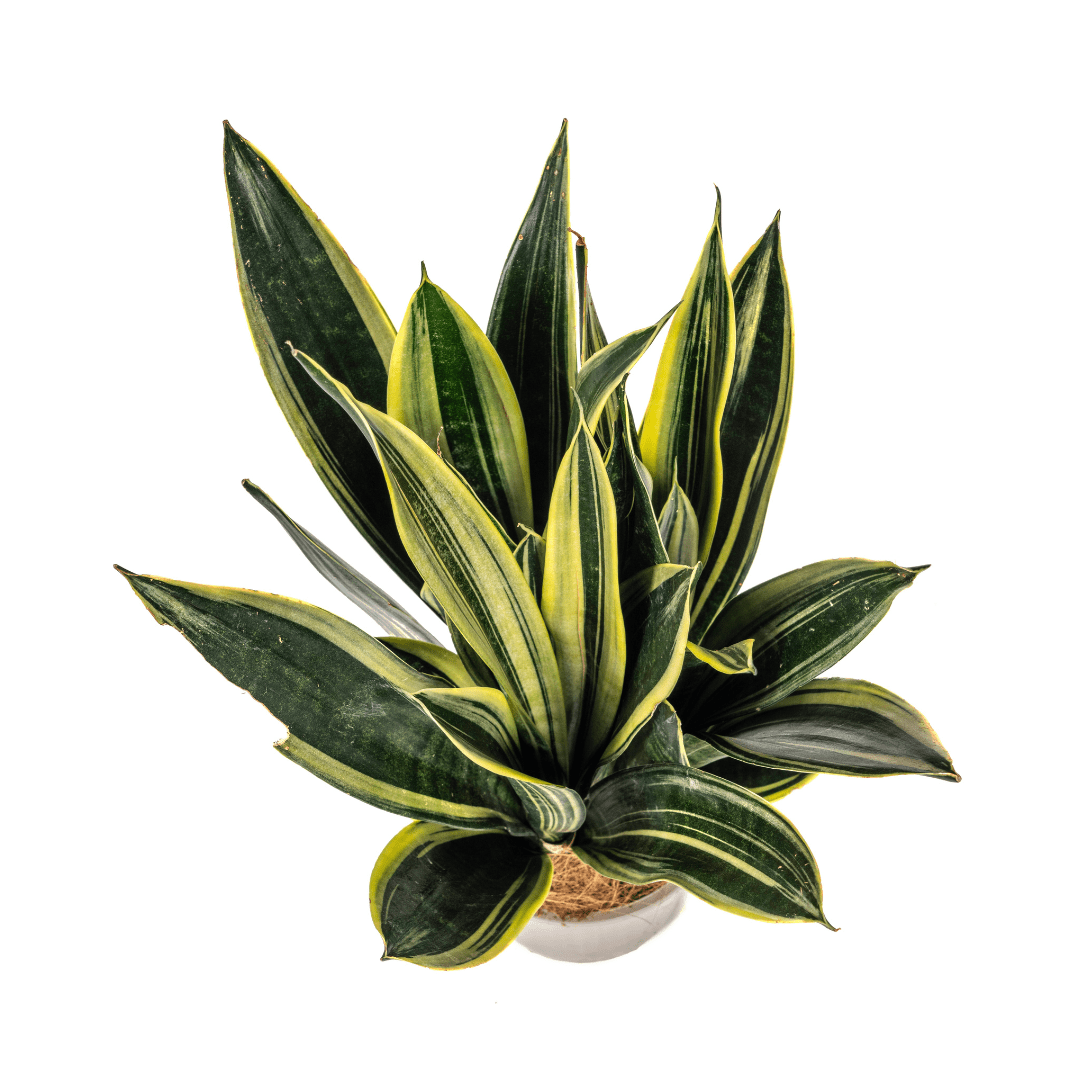 Sansevieria trifasciata – Pflegeleichte Zimmerpflanze - Wurzelwerk Design