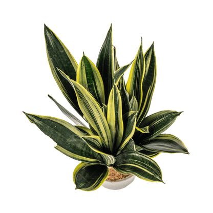 Sansevieria trifasciata – Pflegeleichte Zimmerpflanze - Wurzelwerk Design