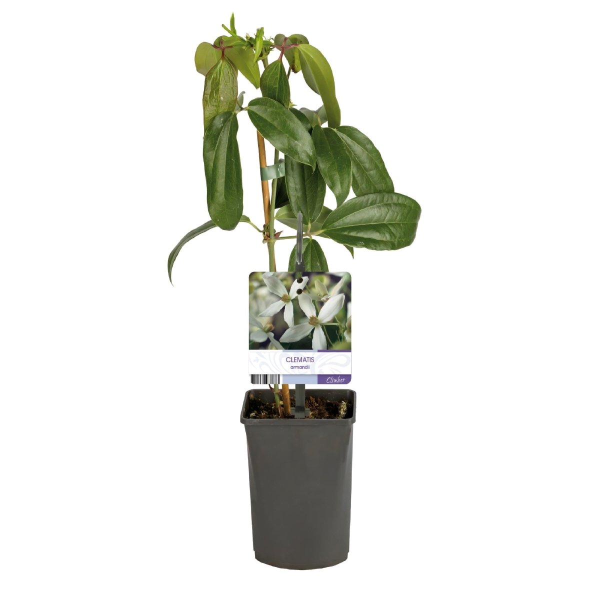 Clematis armandii | Immergrüne Clematis mit duftenden Frühlingsblüten - Wurzelwerk Design