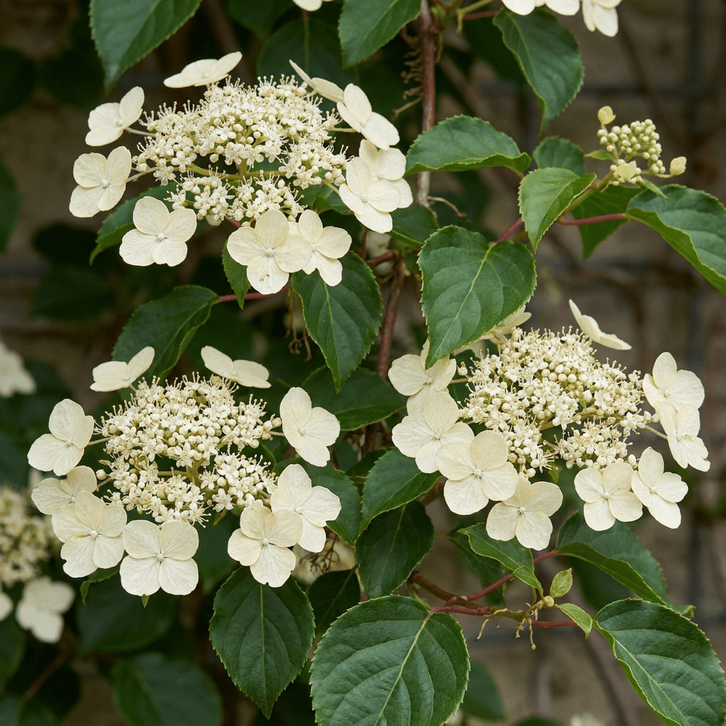 Kletterhortensie kaufen – 2 Pflanzen Hydrangea petiolaris | weiß, Ø 9 cm, Höhe 35 cm - Wurzelwerk Design