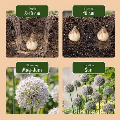 Zierlauch Ping Pong – Allium online kaufen | 40 bis 320 Blumenzwiebeln, weiße Kugeln &amp; niedrig – Wurzelwerk Design