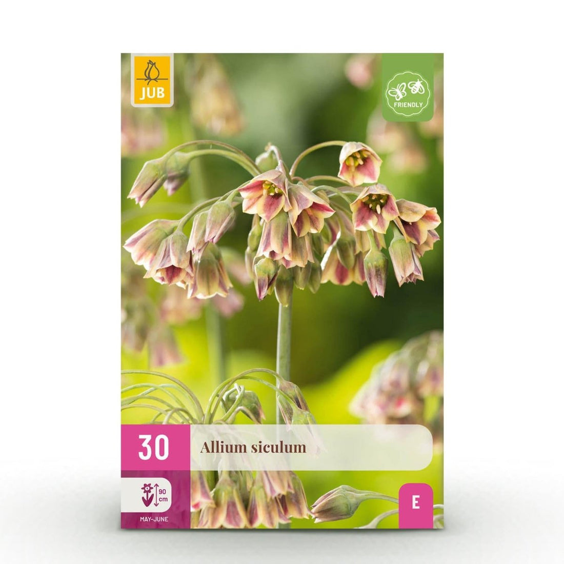 Blumenzwiebeln Allium Siculum | 30 Stück Rosa – Zwiebelgröße 8/10 – XXL Pack - Wurzelwerk Design