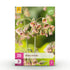 Blumenzwiebeln Allium Siculum | 30 Stück Rosa – Zwiebelgröße 8/10 – XXL Pack - Wurzelwerk Design