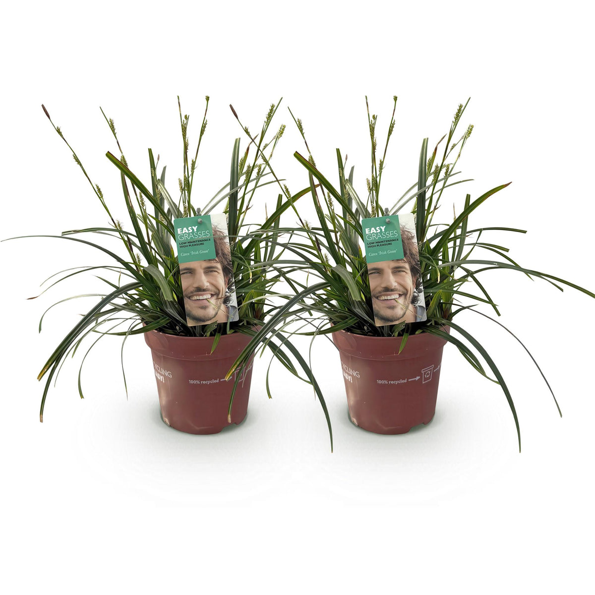 Zwei grüne Carex oshimensis Intense Green Ziergräser in Töpfen, immergrün, pflegeleicht, Höhe 50cm, Durchmesser 17cm.