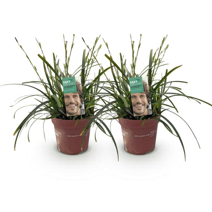 Zwei grüne Carex oshimensis Intense Green Ziergräser in Töpfen, immergrün, pflegeleicht, Höhe 50cm, Durchmesser 17cm.