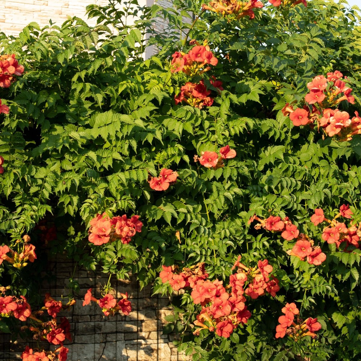 Kletterpflanzen - Mix | Clematis, Efeu, Geißblatt & Trompetenblume – Farbenprächtige Kletterpflanzen für Garten & Terrasse - Wurzelwerk Design