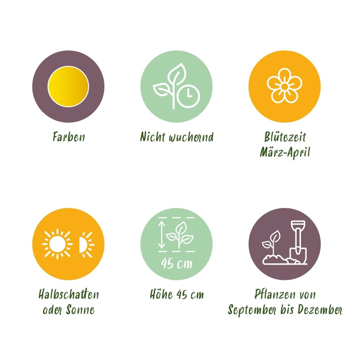 Blumenzwiebeln Narzisse Tete - A - Tete | 25 Stück Gelb – Zwiebelgröße 10/11 – XXL Pack - Wurzelwerk Design